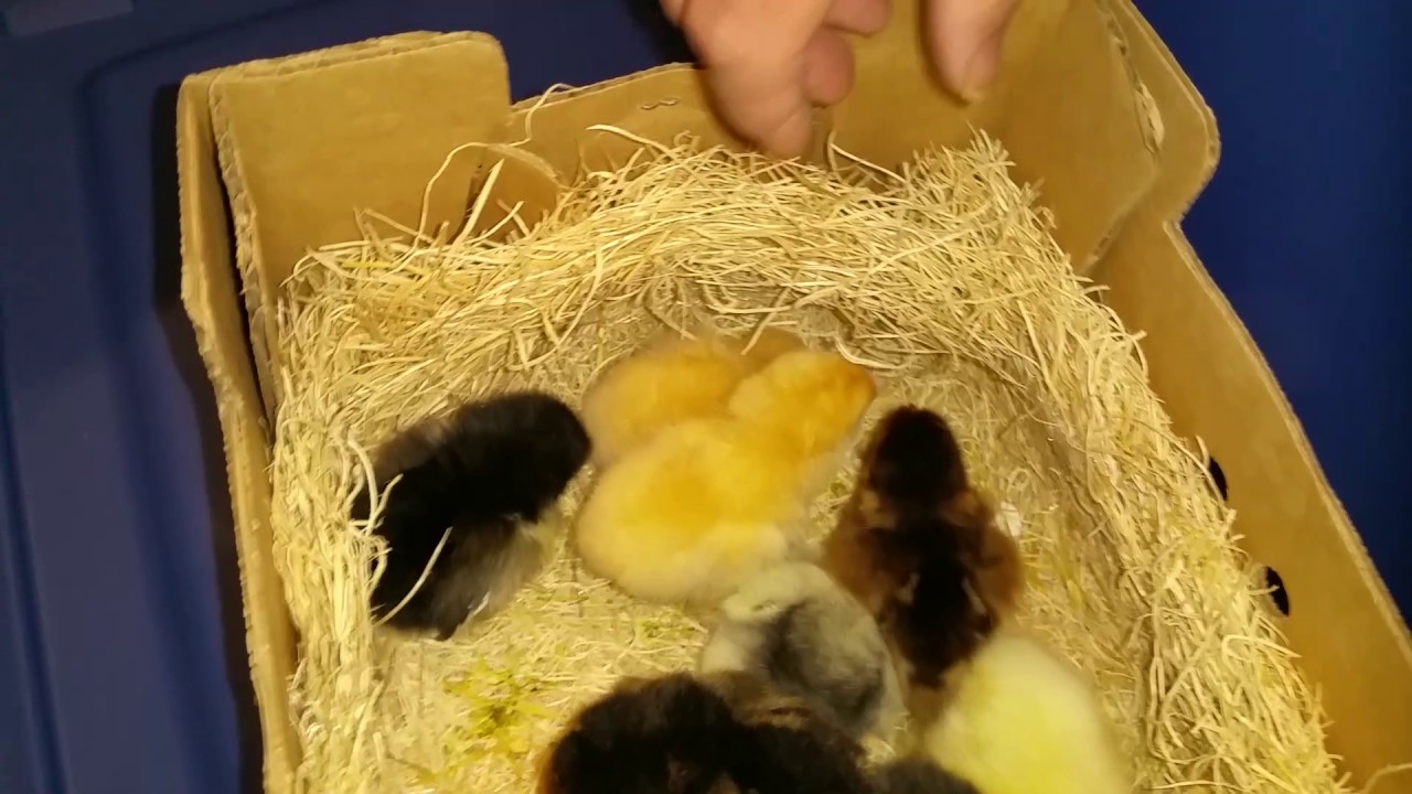 Homecoming! Unboxing our first chicks, one day old chickens. Chalet Millett Eve Starr 8/2/17
