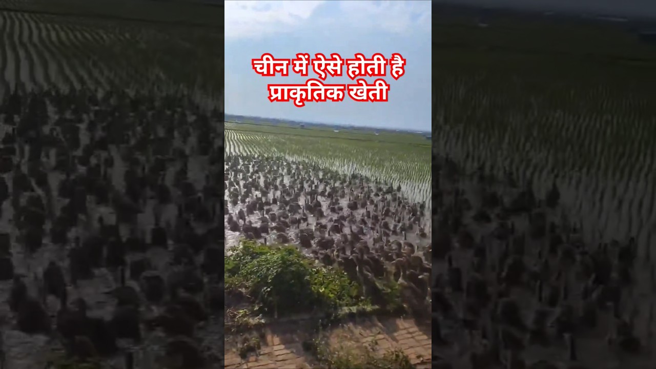 China's natural farming 