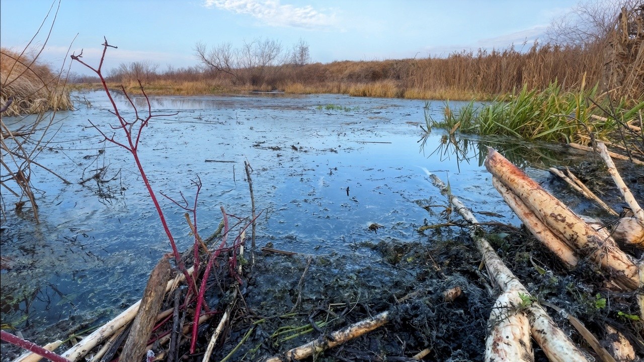 We Removed a Massive Beaver Dam Between Drainage Dikes