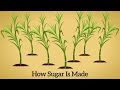 How cane sugar is made