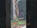 another massive tree chopped down.