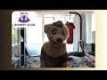 fursuit dog struggles to talk about enthusiasm