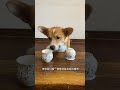 One person and one dog—two goofballs—who dig up new skills every day. #pets #funny #cute #animals