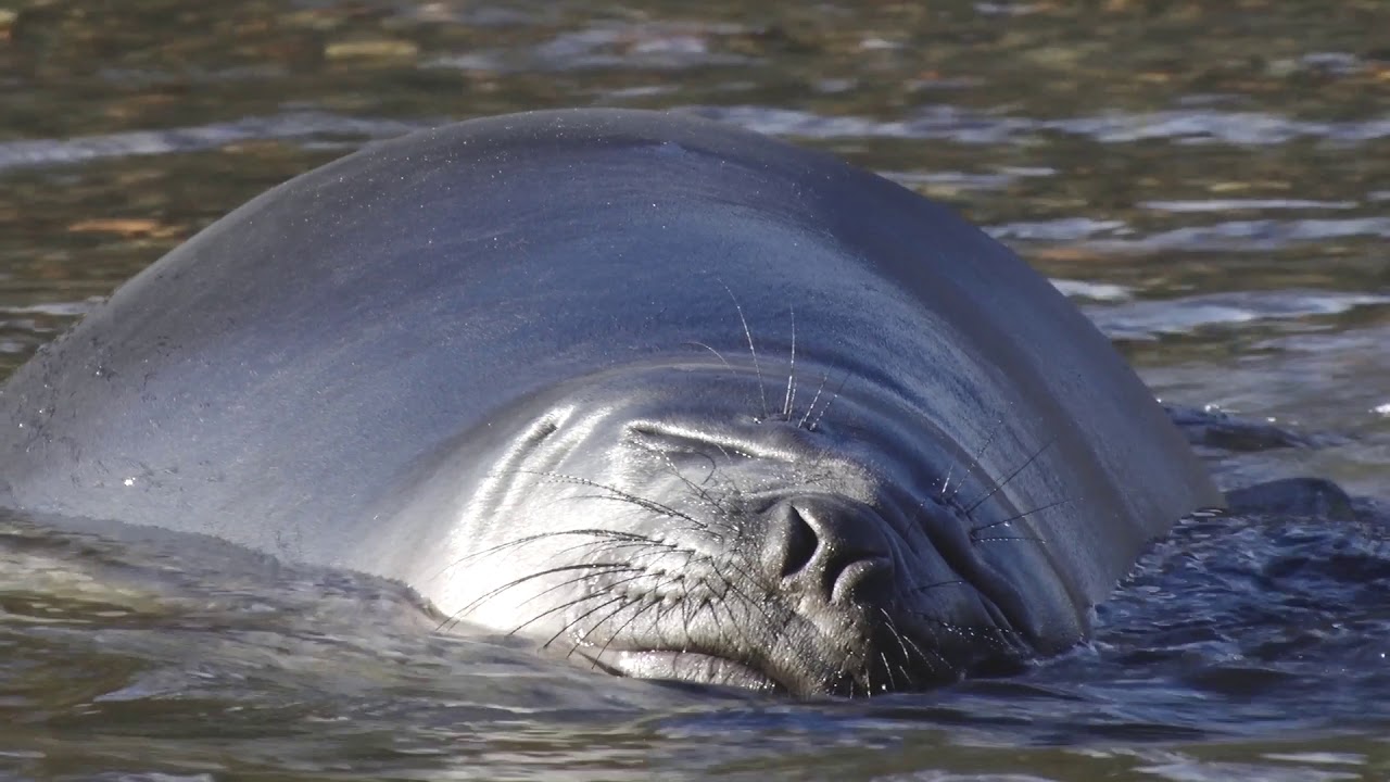 Seals & Conservation Chilean Patagonia Lindblad ExpeditionsNational Geographic YouTube
