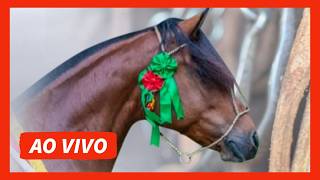 LEILÃO VIRTUAL CABANHA TABOÃO 25 ANOS AO VIVO PROGRAMA CAVALOS TRANSMISSÃO DE REMATE CAVALO CRIOULO