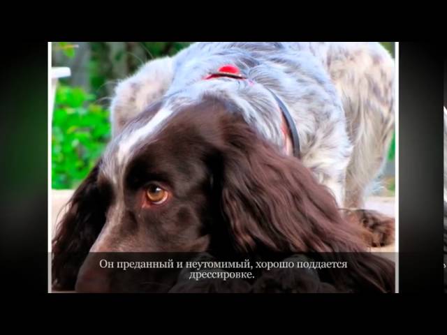 Русский охотничий спаниель Средние породы собак