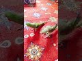 AMAZING GREEN PARROT 🦜