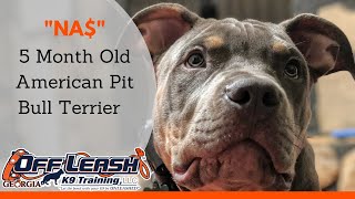 Na 5 Month Old American Pit Bull Terrier Board & Train Atlanta Off Leash K9 Training, Georgia