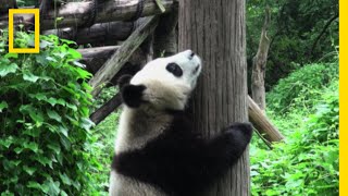 子パンダのかわいい逃亡劇 | ナショジオ