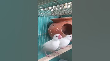 Java sparrow white #javasparrow #birds #nest #pakhi #parrot #babybird