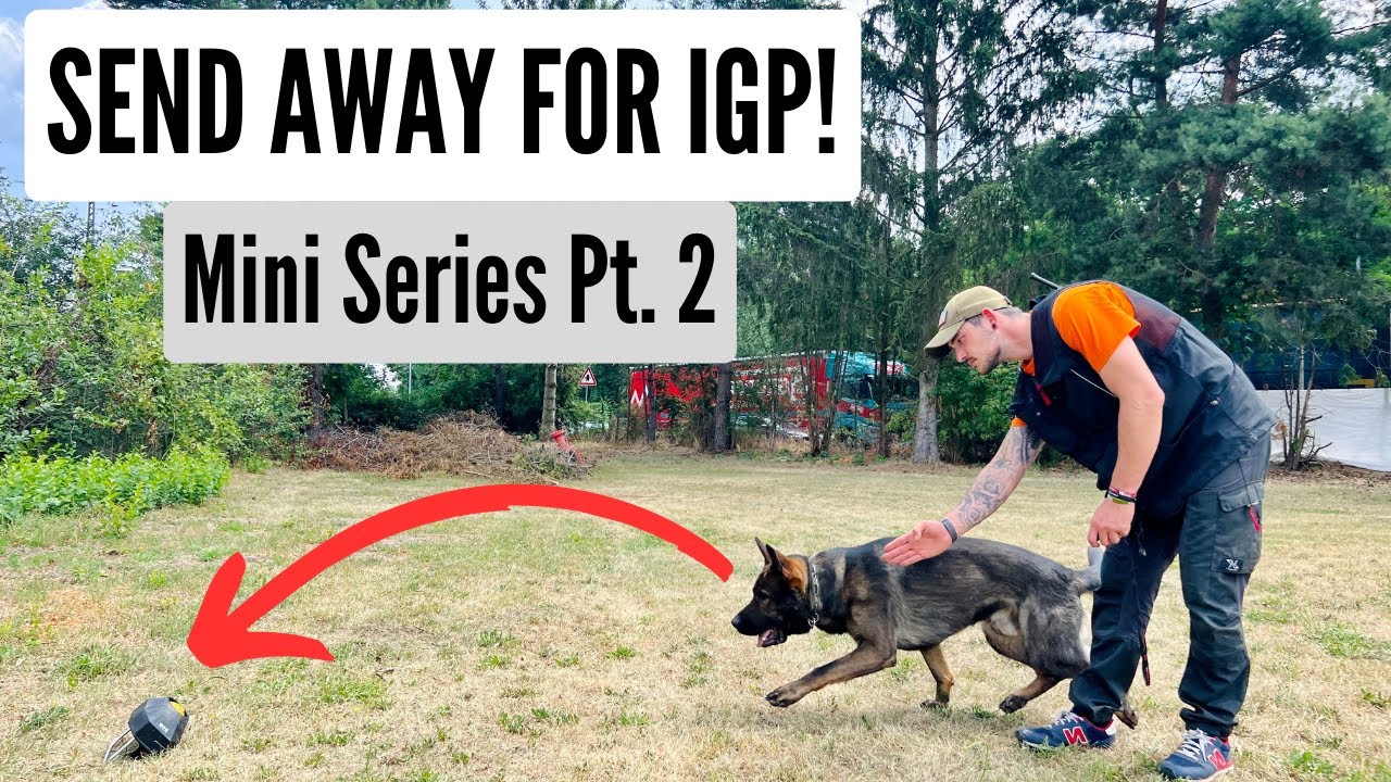 Обучение собаки отсылке на IGP! Мини-сериал, часть 2 из 4