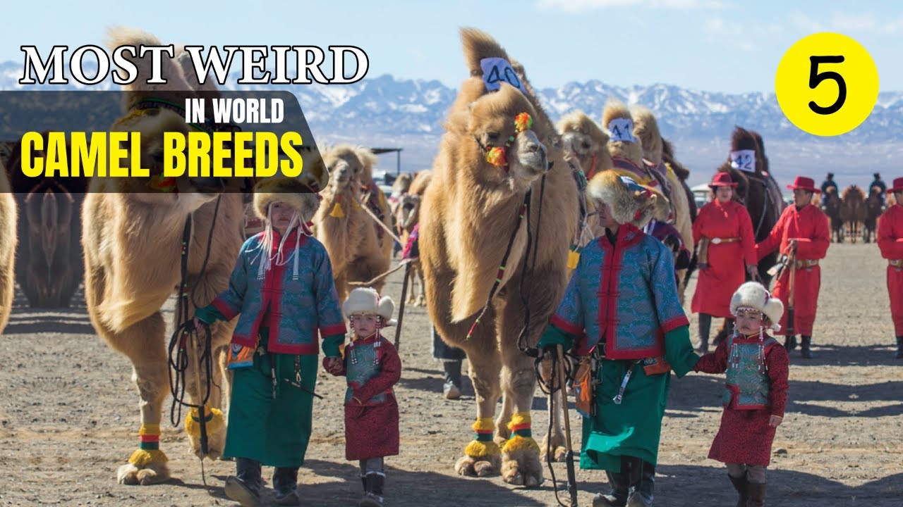 Most Weird Camel Breeds In The World | Wild Whim