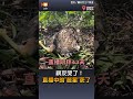 【生活】網友哭了！直播中的「鷲星」死了