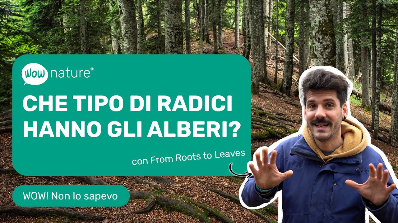 Che tipo di radici hanno gli alberi? con @FromRootsToLeaves