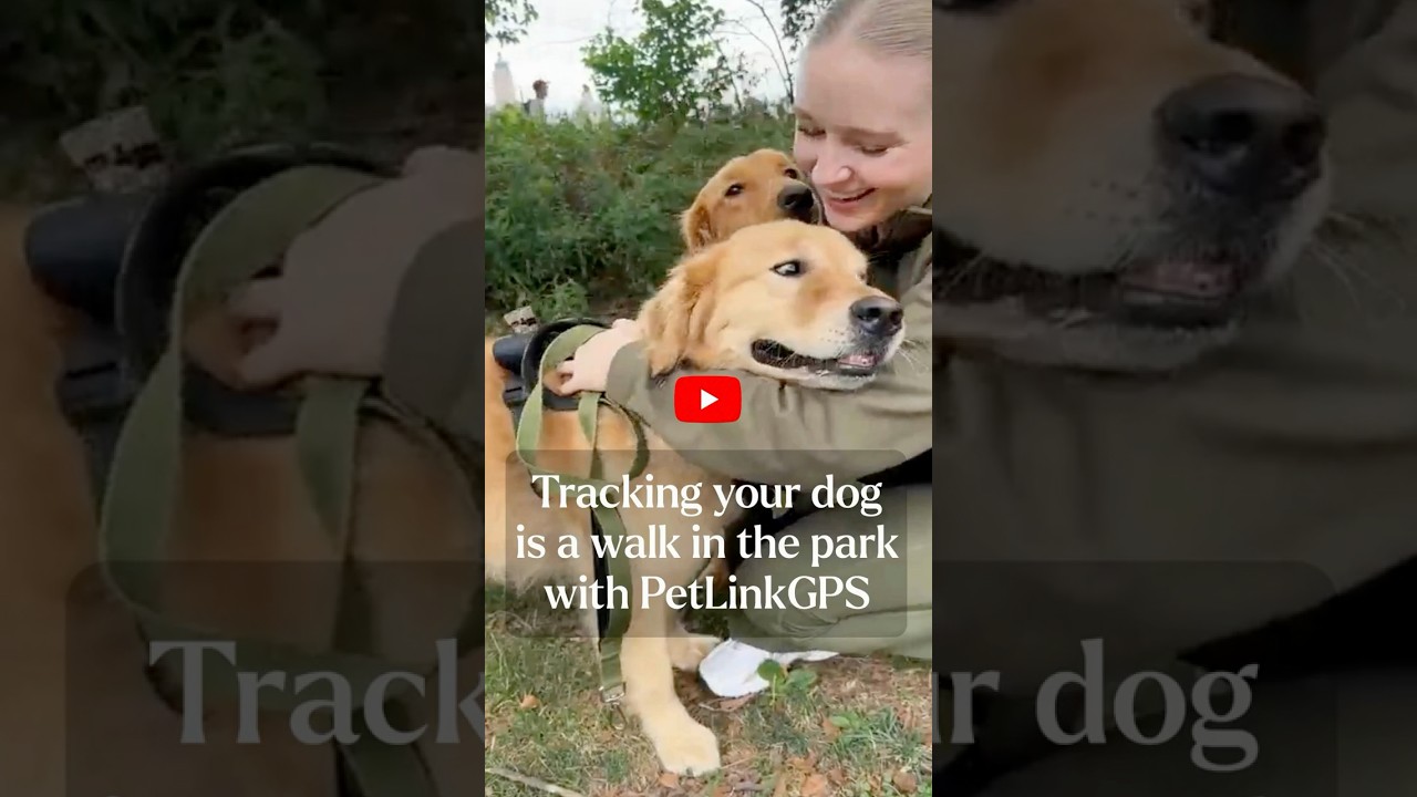 Tracking your Dog is a Walk in the Park | PetLinkGPS Real-Time Location Tracking in Action!