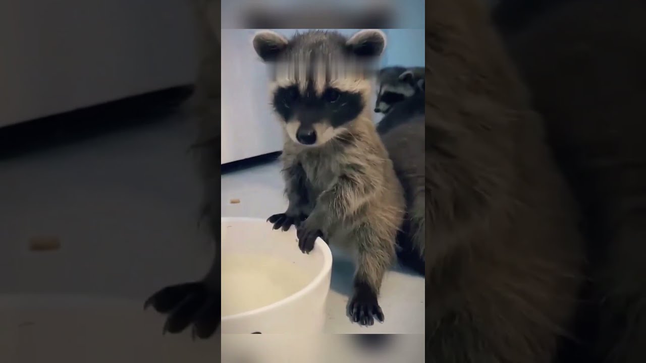 Man Rescues Three Baby Raccoons Raises Them As Family Animals