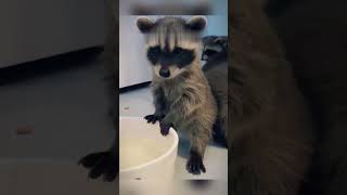 Man Rescues Three Baby Raccoons, Raises Them as Family #animals