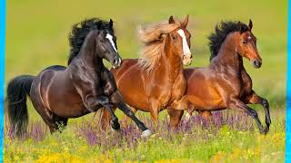 Rolling Stones   Wild Horses