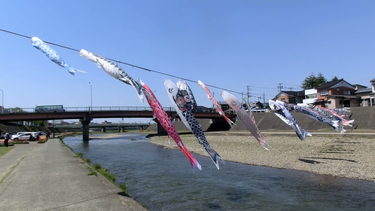 新潟県加茂市 加茂川を泳ぐ鯉のぼり Youtube