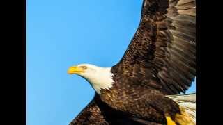 The Eagles - A Digital Media Concepts edit (Director's Cut)