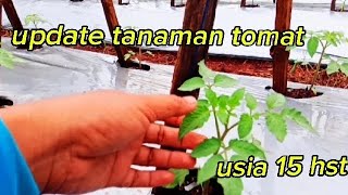 Tomato plants aged 15 days after planting, lowland tomatoes