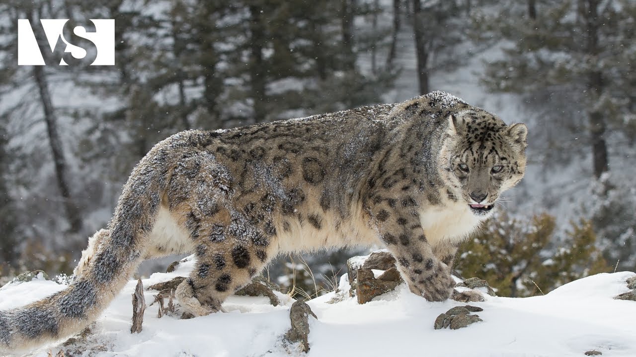 TIBET | L’Ultimo Rifugio Selvaggio dell’Himalaya - Documentario Animali