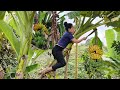 Banana harvesting process of making banana cake to welcome the new year 2024  trieu mai huong