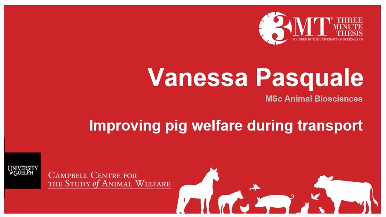 Improving pig welfare during transport | V. Pasquale