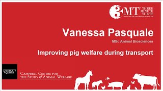 Improving pig welfare during transport | V. Pasquale