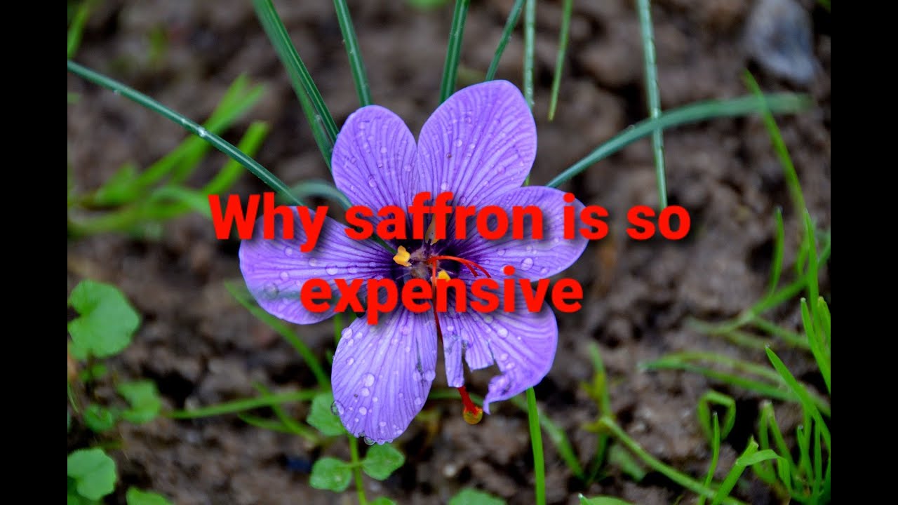 Why saffron is so expensive YouTube