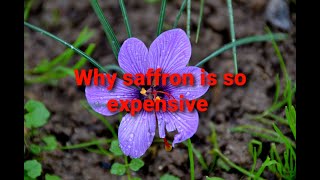 Why saffron is so expensive