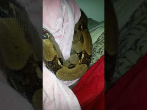 camera iphone 8 plus apk 9 BOA snake tangled up n hiding in my blanket