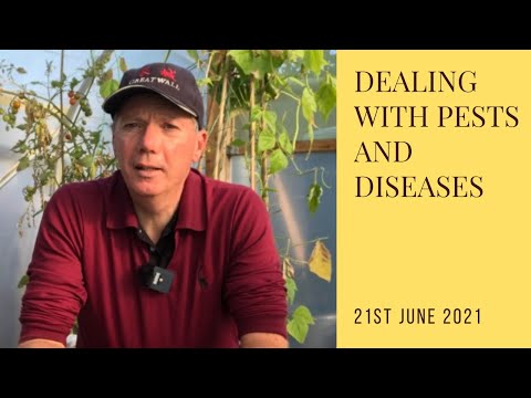 Dealing with pests and diseases