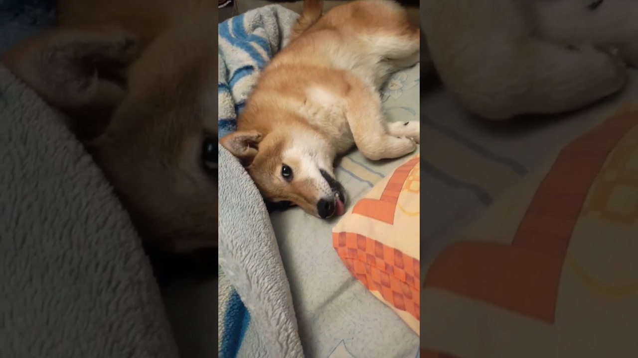 ВЫСЕЛИЛИ папу 