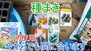 種まき　今からまいて収穫できます　イネニカ覆土21/6/19