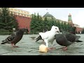 ⭕️ Москвичи выходят кормить  голубей
