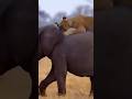 Lions vs Giant Elephant- Epic Battle #wildlife #animals #shortvideo #viral #lion #elephant
