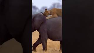 Lions vs Giant Elephant- Epic Battle #wildlife #animals #shortvideo #viral #lion #elephant