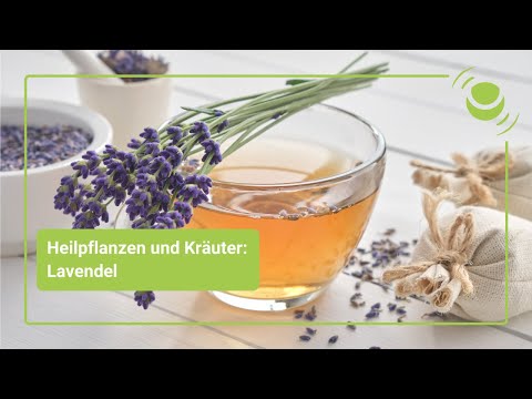 Lavender – Everything You Need to Know About Its Benefits
