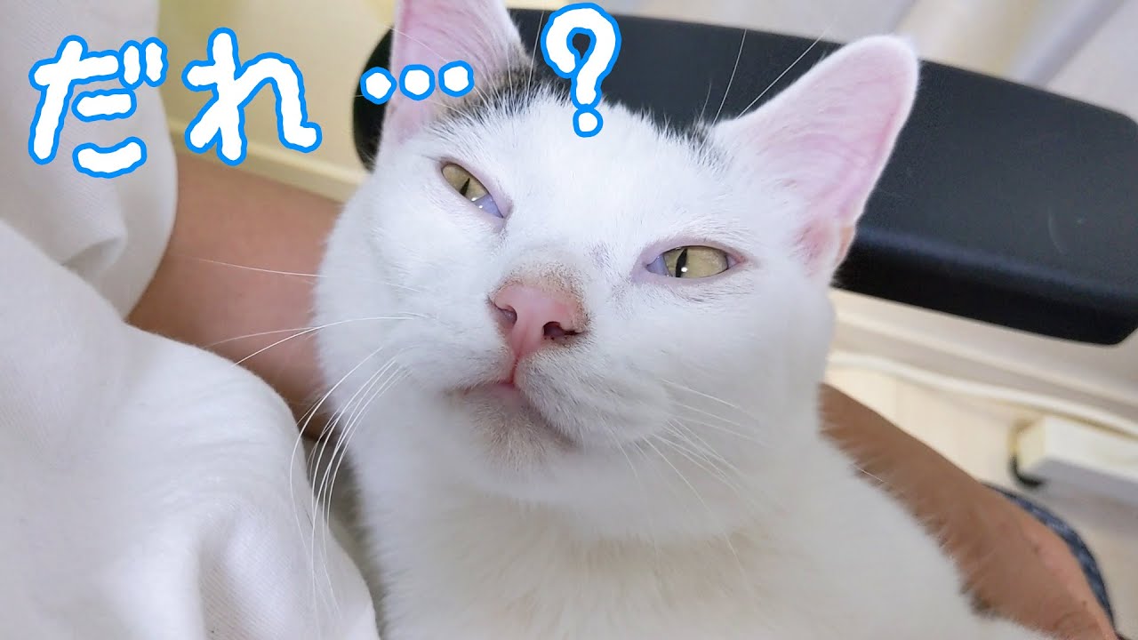 寝ぼけて一瞬ママが誰かわからなくなる猫チロさん