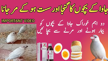 Java chicks ko marne se kese bcahin | java breeding tips | java best soft food in winter