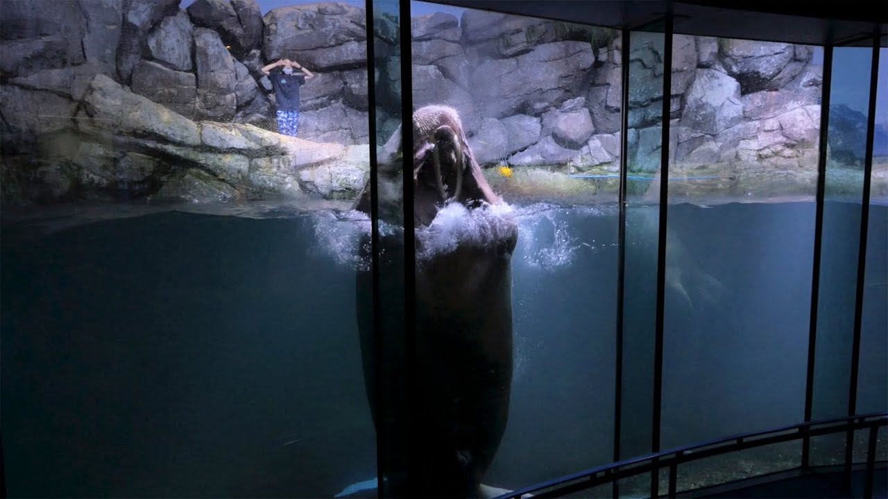 セイウチ水槽お掃除時の様子 横浜八景島シーパラダイス アクアミュージアム Youtube