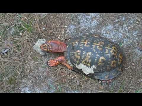 Turtle Eating Corn Cob