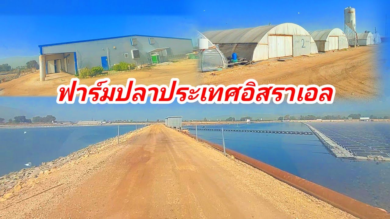พาชมบ่อเลี้ยงปลาที่ฟาร์มปลาประเทศอิสราเอล