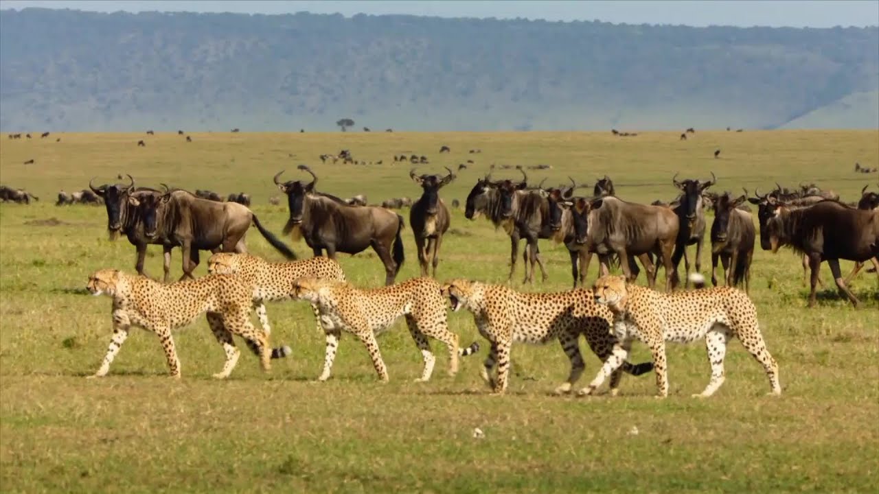 “Afrikas Jäger der Nacht”, Doclights 2020, 43 Min, Ausschnitt 2