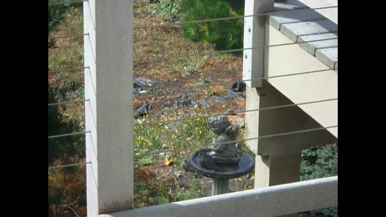 Pacific Northwest Woodpeckers - Northern Flicker and Birds Frantic in