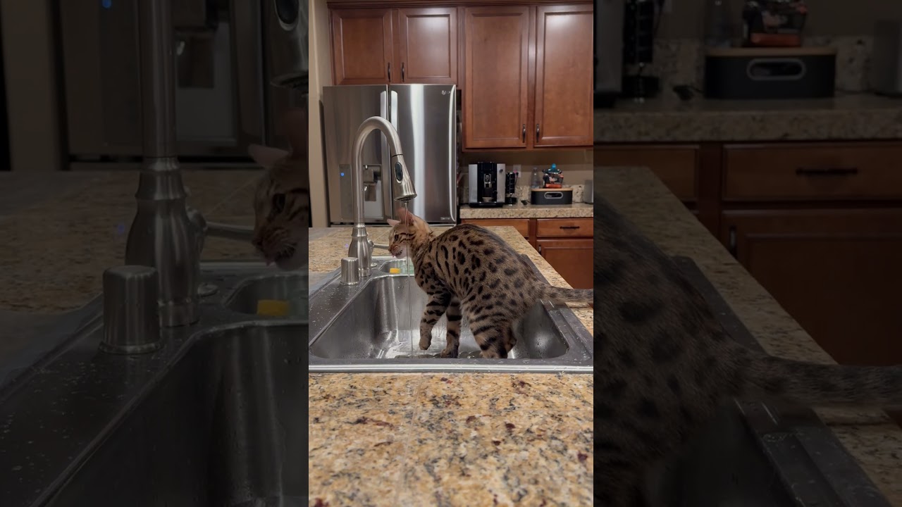 Marsik & Luna 😻😺 Morning routine - Утренние процедуры