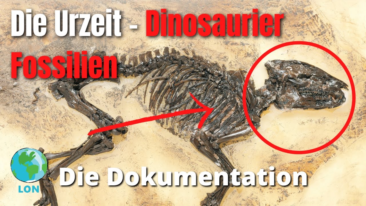 So entstehen Fossilien - logo! erklärt - ZDFtivi