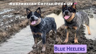 Blue Heeler Puppies Worlds Most Intelligent Dog Breeds  Australian Cattle Dogs Uk