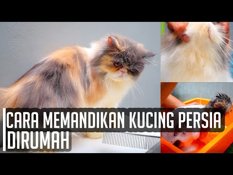 Video: Cara Mencuci Kucing Parsi